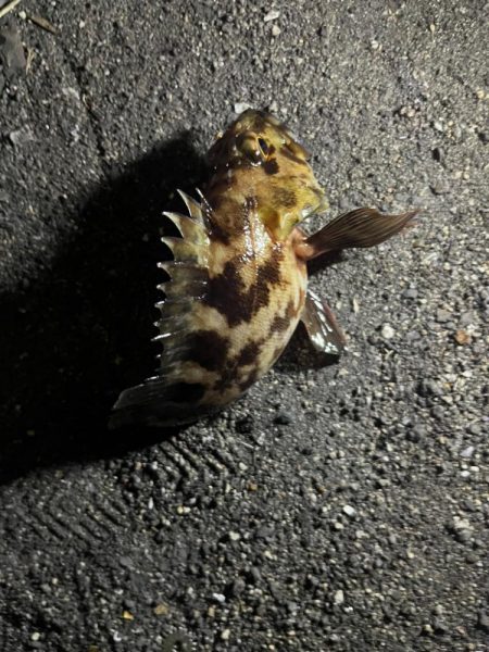 四日市ライトゲームで5目