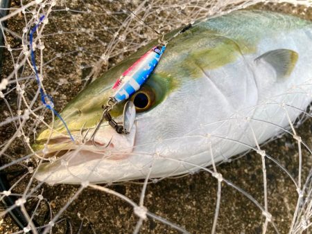 岸和田一文字沖の北は内向きも熱いにゃ！