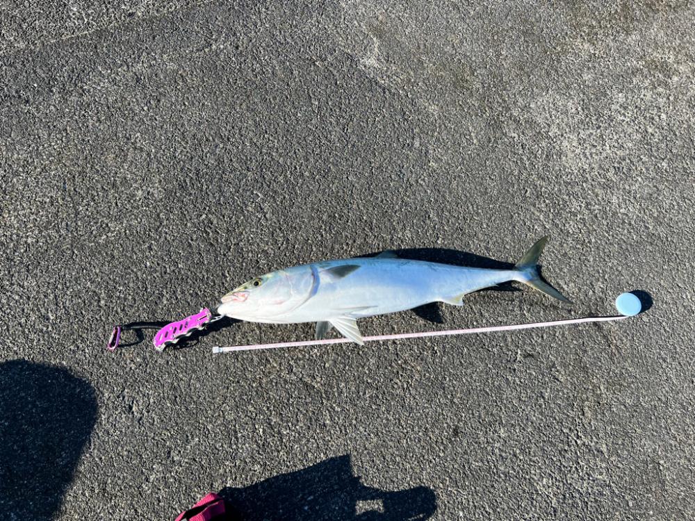 爆釣！ブリ、ハマチ、サゴシ、サワラ、ネイリにサメまで