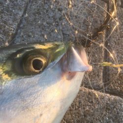 ノマセでキビレとメジロ