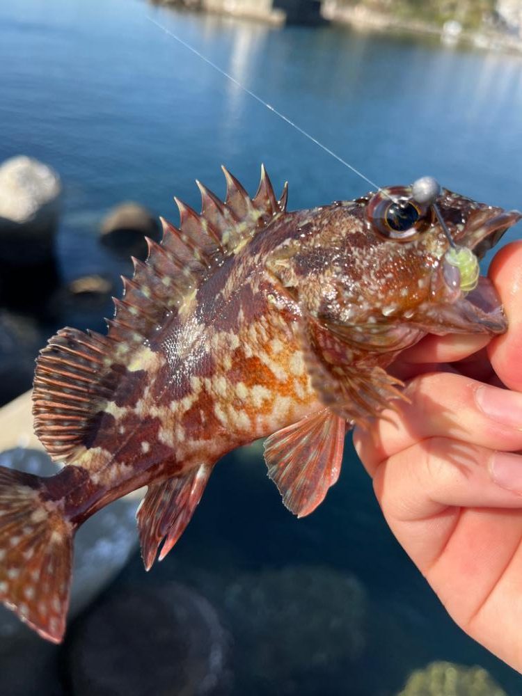 アジングワームで釣りました。