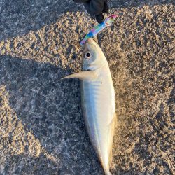 アから始まりジで終わる