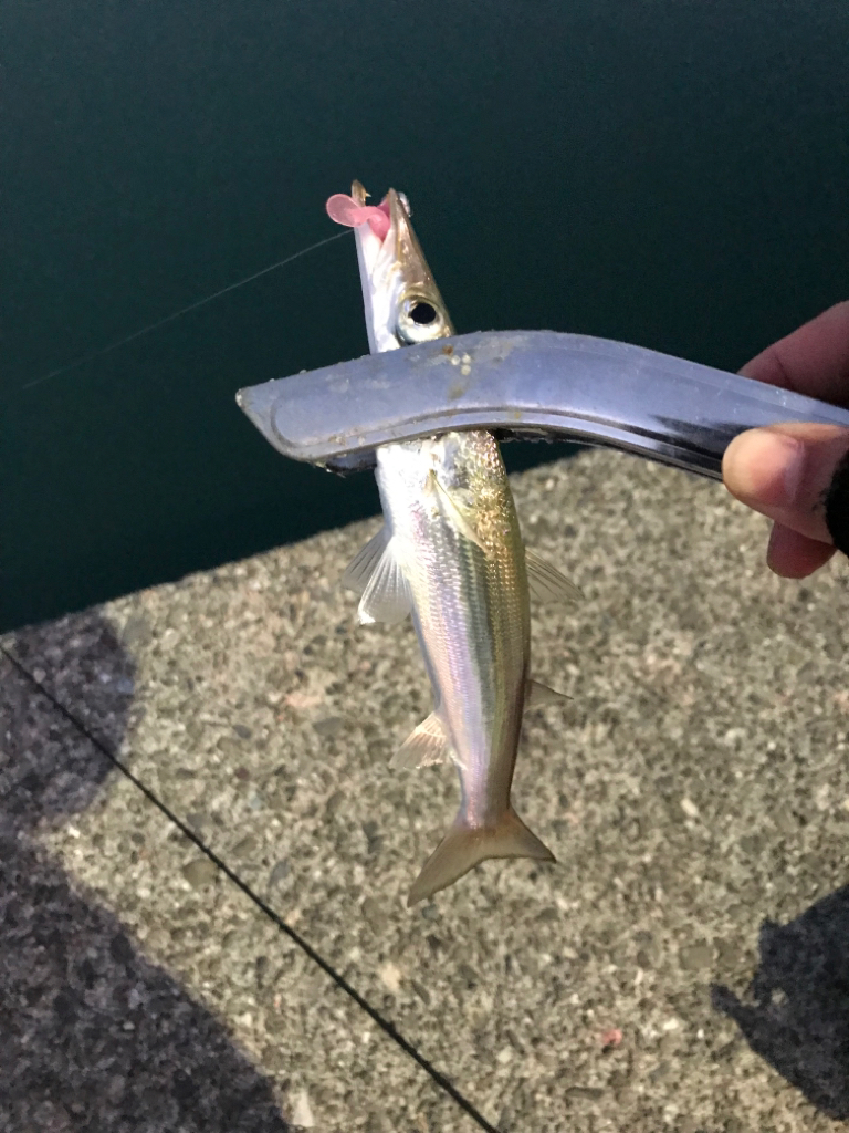 ライトフィッシング