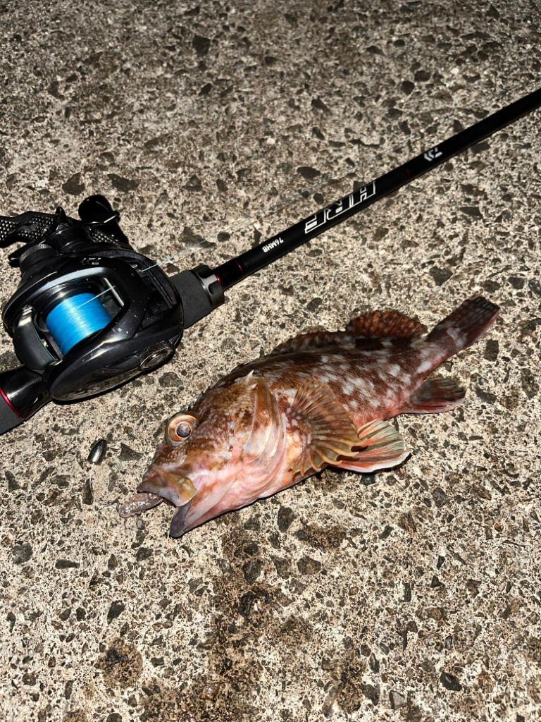 まだまだアコウ