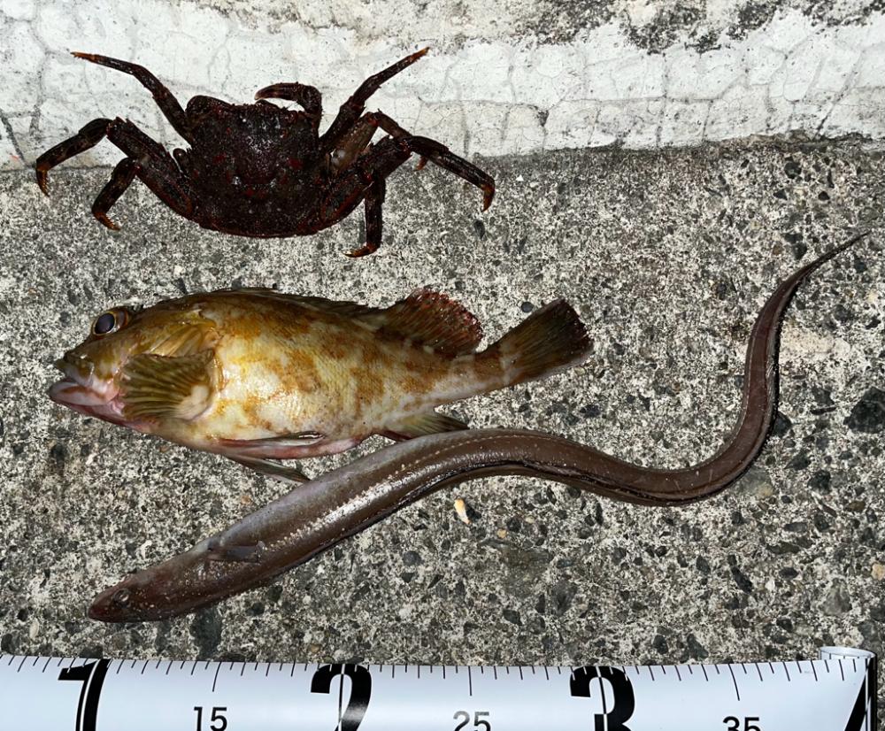 まさかのカニカニ🦀