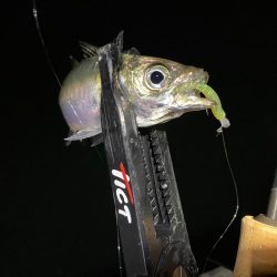 大阪湾奥アジング