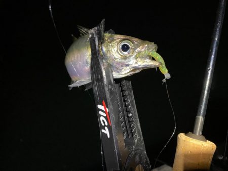 大阪湾奥アジング