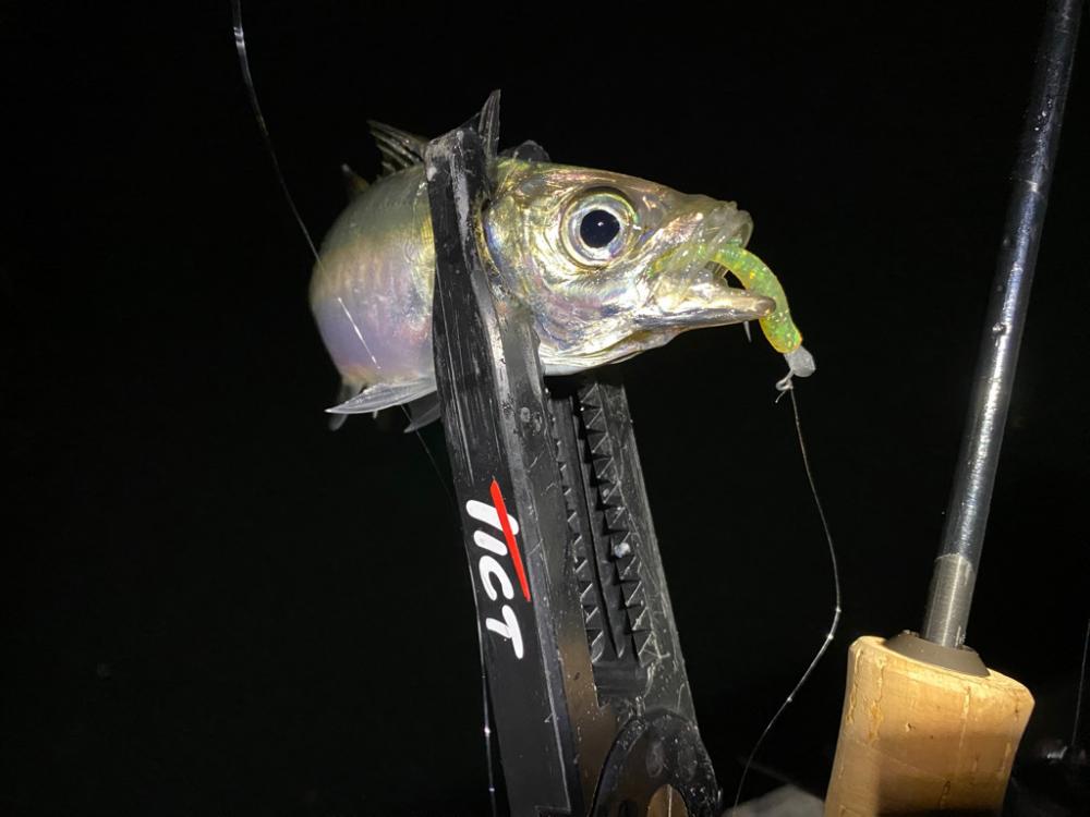 大阪湾奥アジング