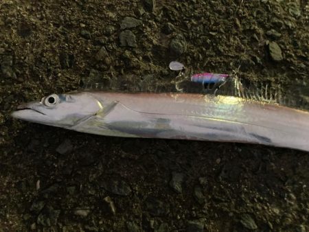 沖の北内向きにまだタチウオがいましたにゃ！…