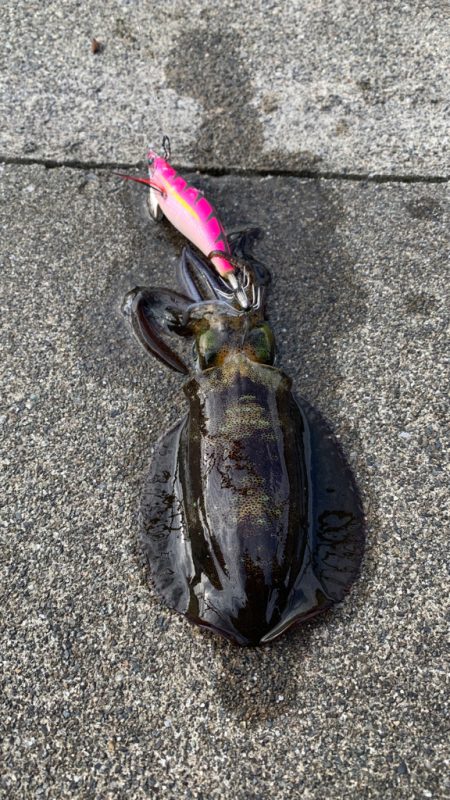 やっぱり魚影が濃い