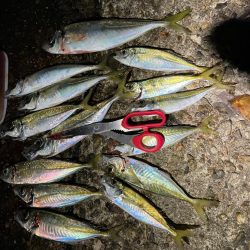 まだまだ好調！日本海アジング 最大30cm！