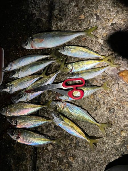 まだまだ好調！日本海アジング 最大30cm…