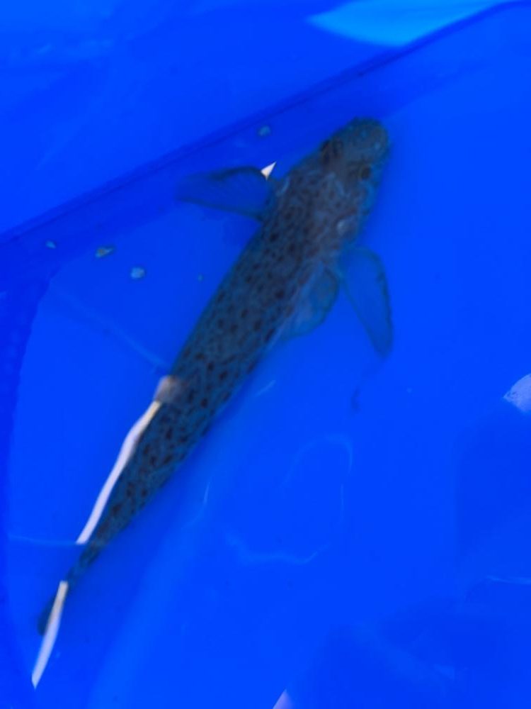 鴨川前浜港、カワハギ狙い