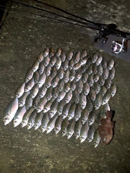 今夜は小さめだが数は好調