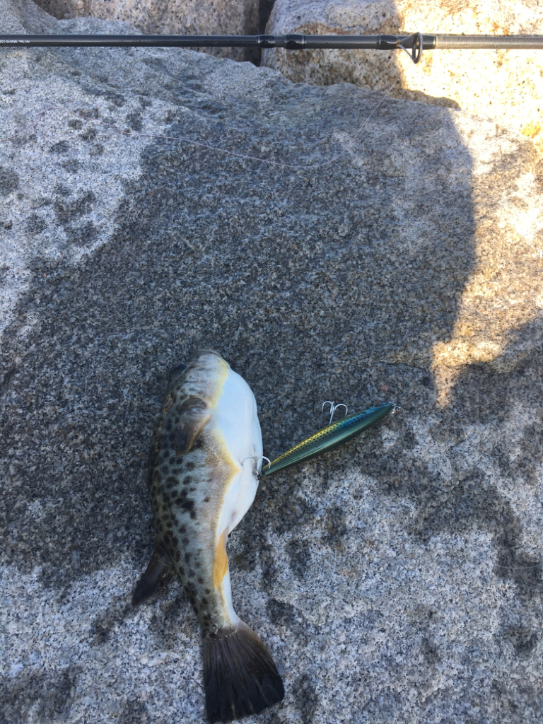 ソルトルアーでヒラメをゲット