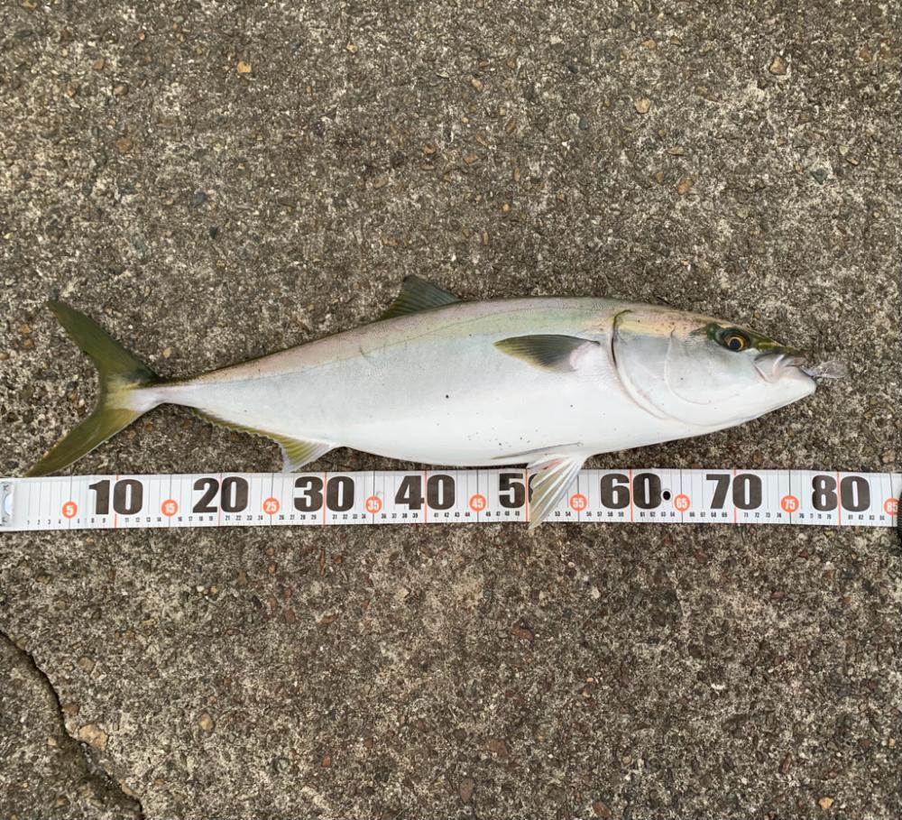 朝マヅメメジロ