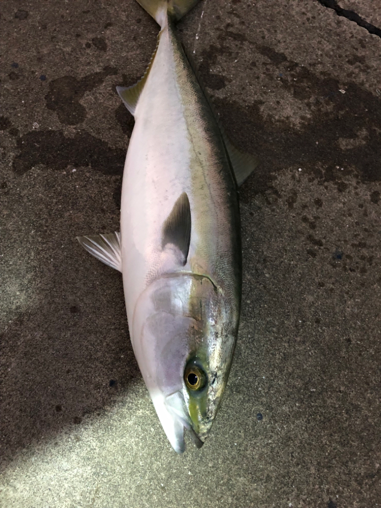 本日もノマセで青物ゲット
