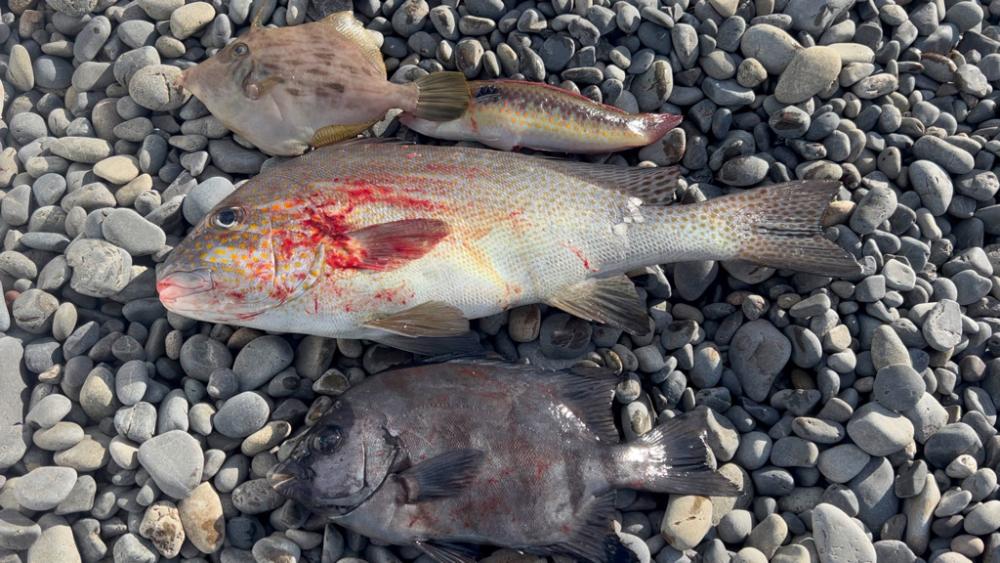 コロダイ、イシダイ狙い