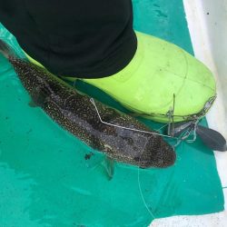 ショウサイフグ