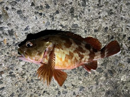 夜のアジュール