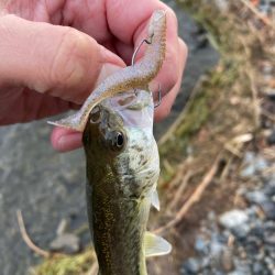 厳しい季節でもウィードがあれば