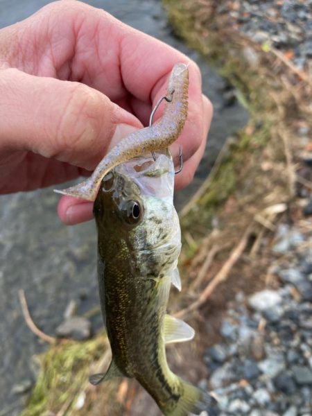 厳しい季節でもウィードがあれば