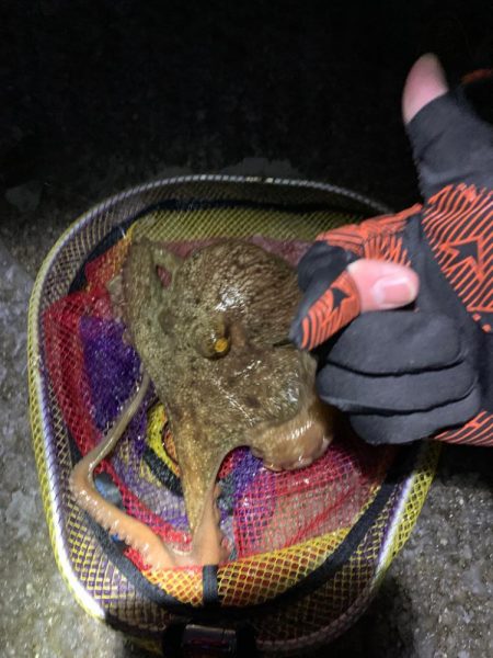 キロアップのイカキタァァ！と思ったらキロ越…