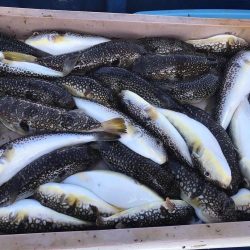 ショウサイフグす