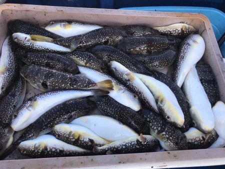 ショウサイフグす