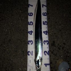 ショアから太刀魚