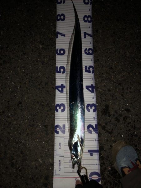 ショアから太刀魚