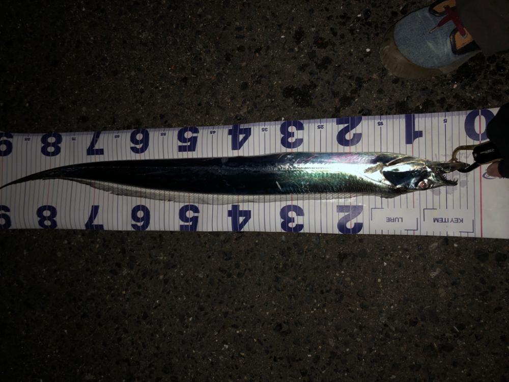 ショアから太刀魚