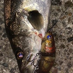 ボラコンシーバス！