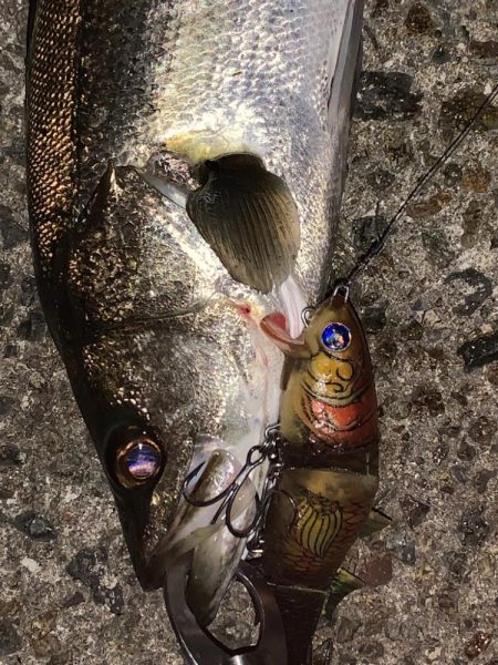 ボラコンシーバス！