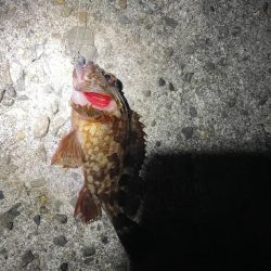 深夜1時からの穴釣り