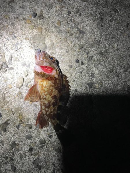 深夜1時からの穴釣り