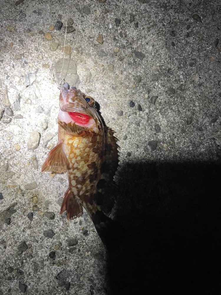 深夜1時からの穴釣り