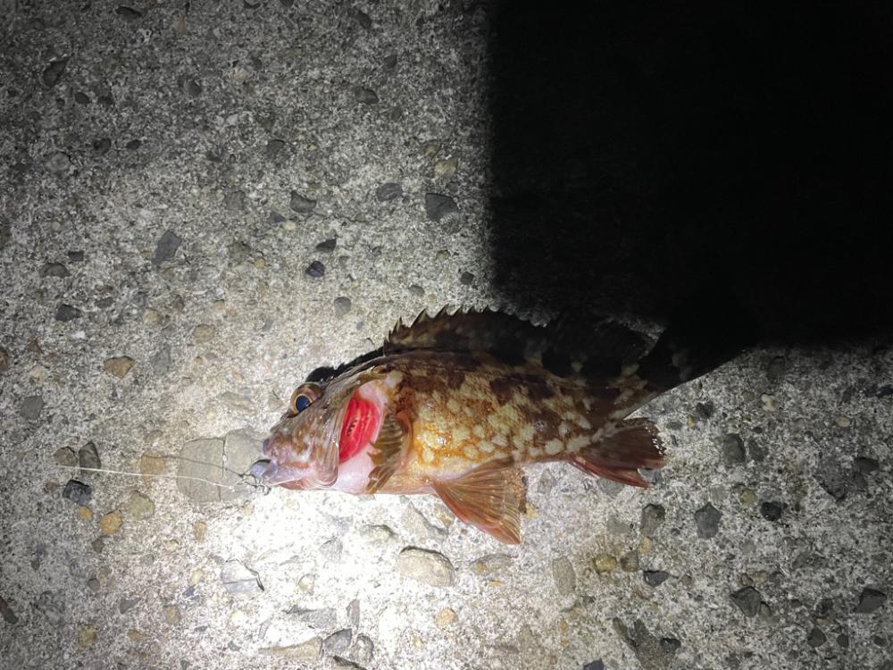 深夜1時からの穴釣り