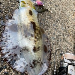 師走雨中エギング