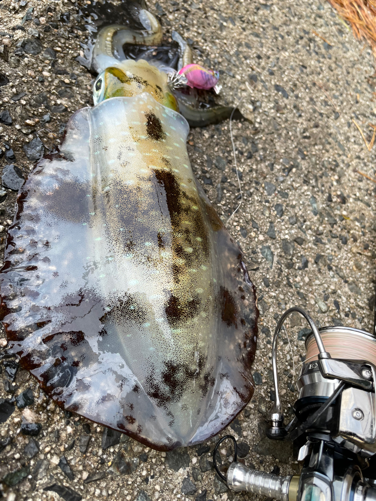 師走雨中エギング