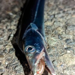 アジングでコイツ