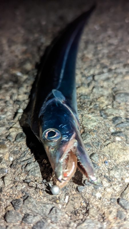 アジングでコイツ