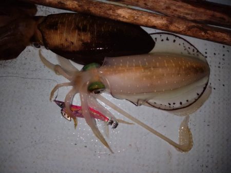 五目タイラバからのティップラン