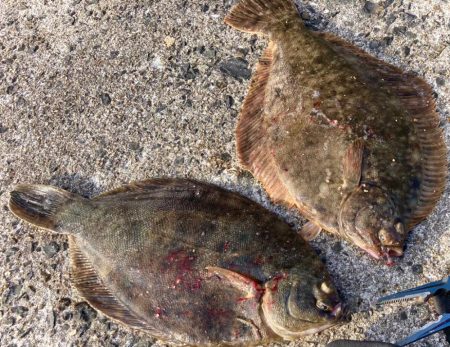 カレイで釣り納めにゃ!