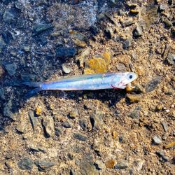 ショアジギ最終戦