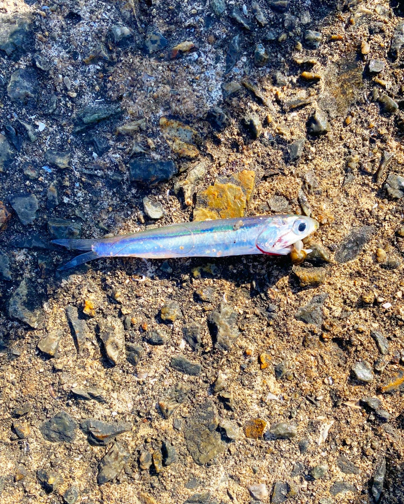 ショアジギ最終戦