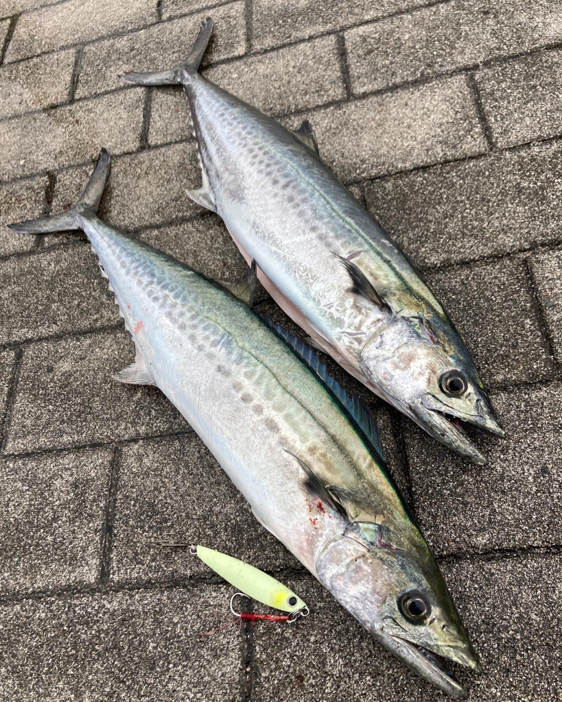 湾奥コスモ粘り。青牙マルチ。。