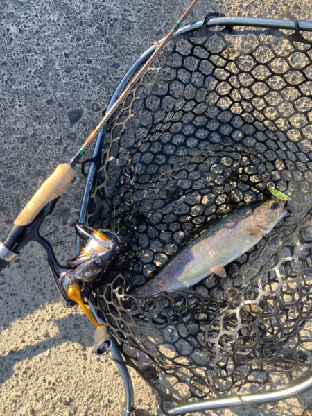 1年ぶりの北方マス釣り場