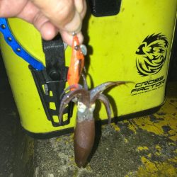 ヒイカは数釣りが面白い(^^)v