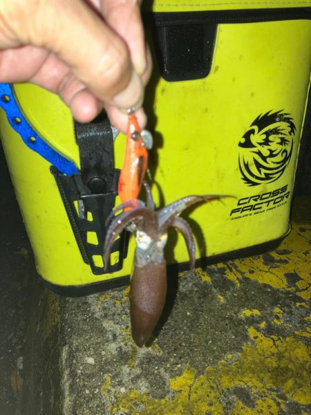 ヒイカは数釣りが面白い(^^)v